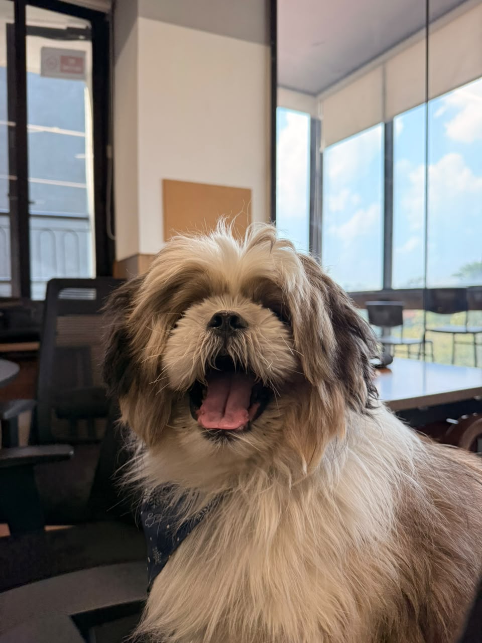 Pablo the Shih Tzu yawning